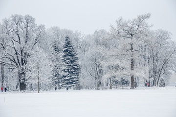 Fototapeta premium Winter wonderland scene background, landscape. Trees, forest in snow. Christmas, New Year time