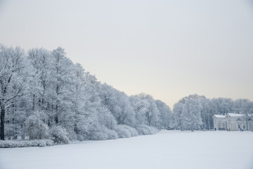 Obraz na płótnie Canvas Winter wonderland scene background, landscape. Trees, forest in snow. Christmas, New Year time