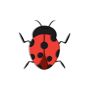beetle ladybug insect bug icon image vector illustration design 