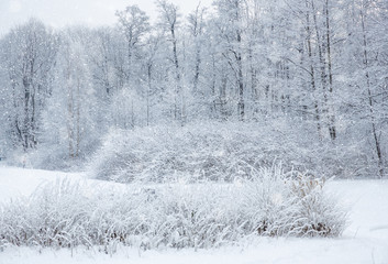 Winter wonderland scene background, landscape. Trees, forest in snow. Christmas, New Year time