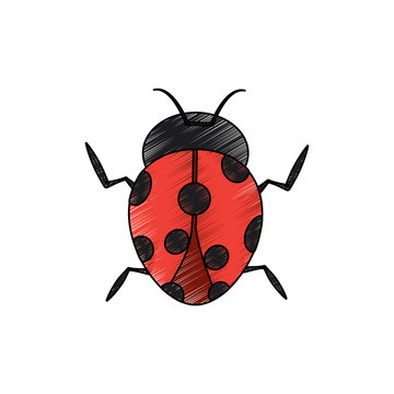 beetle ladybug insect bug icon image vector illustration design  sketch style