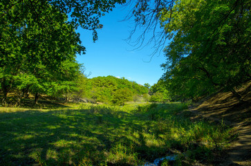 Fototapeta na wymiar Beam with dense green vegetation.