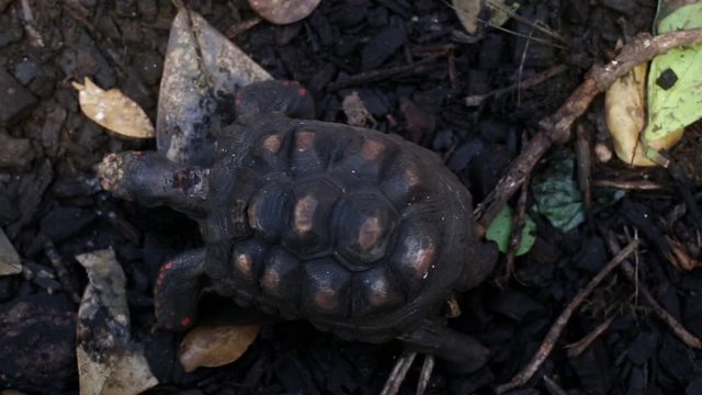 Top view of turtle walking across