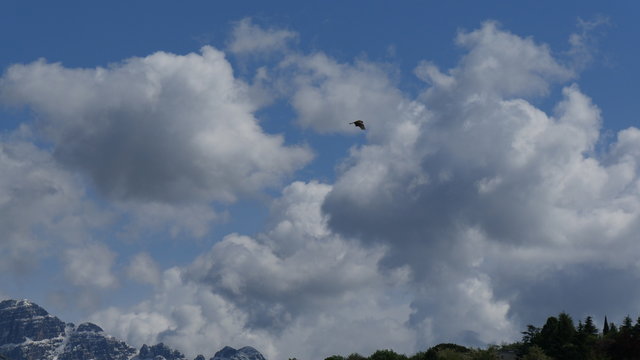 Aquila in volo nel cialo