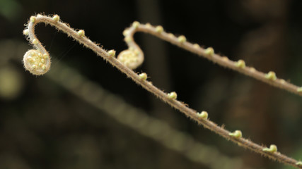 Helecho en Longsheng, China