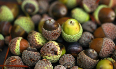 nice background - many acorns