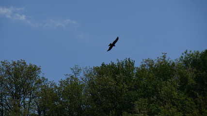 Aquila in volo nel cialo
