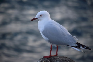Seagull on Pylon