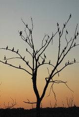 The Tree Of Cormorant