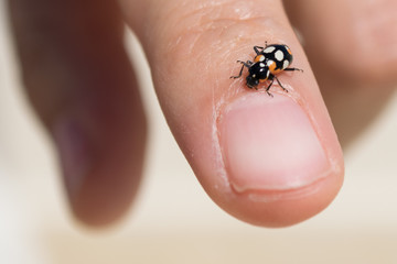 Ladybird on a female hand