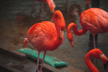 A group of pink flamingos hunting in the pond, Hong Kong, China, Kowloon Park, Oasis of green in urban setting, flamingo
