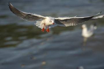 Brown-headed Gull flying