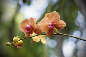 orange orchid in nature