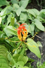 Stemona involuta Inthachub flower in nature garden