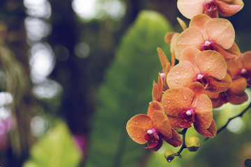orange orchid in nature
