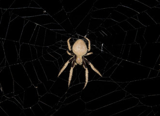  Garden Orb-weaving spider at night.