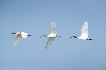 Black-headed ibis flying on blue sky