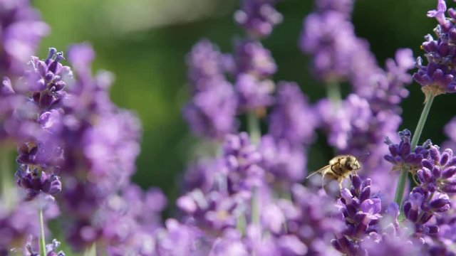 DOF, MACRO, CLOSE UP: Small bee flies off a lush purple lavender bloom after harvesting it for pollen. Hardworking bee in Provence flies off to another lavender bush to collect nectar and pollinate.