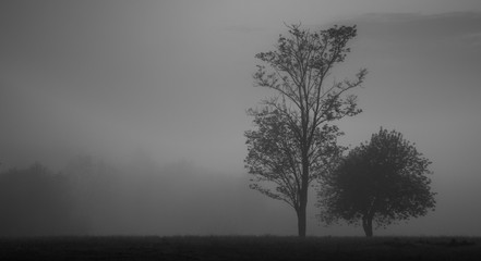 Obraz premium tree in the mornig fog