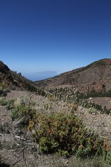 Isnteresting plants of Canary Islands