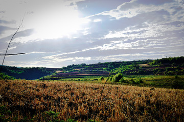 Fototapeta premium field