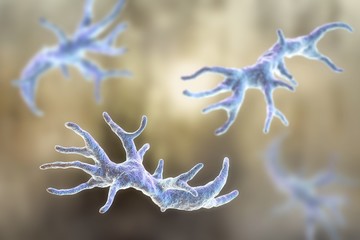 Balamuthia mandrillaris amoeba, computer illustration. This is the reproductive stage of the organism, the trophozoite form. B. mandrillaris, a free-living single-celled organism, is found in water and soil in temperate regions. Infections are rare, but it can cause the disease granulomatous amoebic encephalitis (GAE) of the brain, with is almost always fatal.