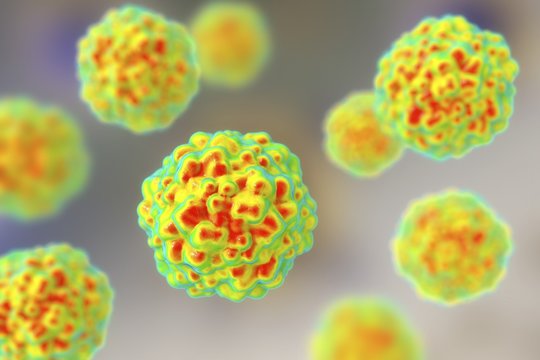 Transfusion transmitted virus (TTV) particles, computer illustration. This is a non-enveloped DNA (deoxyribonucleic acid) virus first identified in Japan in 1997. It has since been found to be near ubiquitous, causing chronic human infections, but is not associated with any disease.