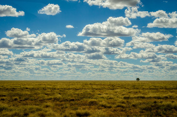 Lone tree on horizon 