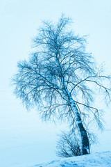 solitary winter birch tree, blue toning