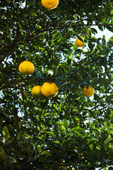 Yuzu tree