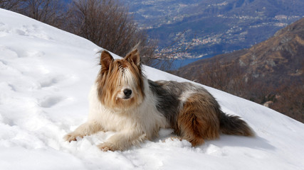 Cane pastore australiano sulla neve in montagna