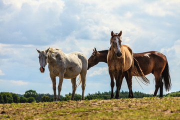 Fototapeta na wymiar Horses herd on meadow field during summer