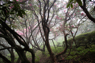 Fototapeta premium Spring Forest