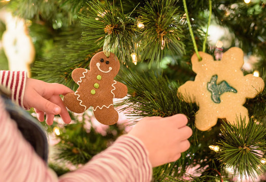 Young Child Hanging Gingerbread Man Ornament On The Christmas Tree 