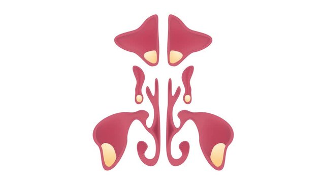 nasal sinus. Healthy and inflammation graphic animation
