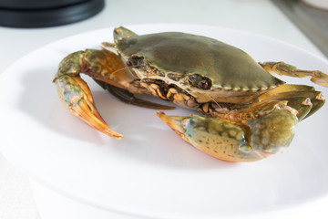 crab on plate