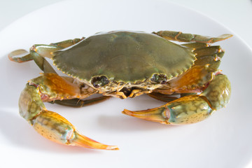 crab on plate