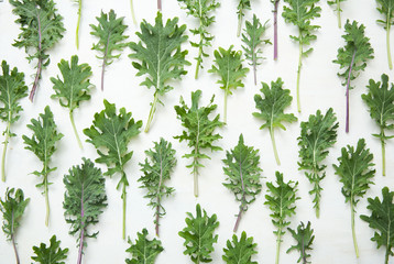 kale leaves on a white background