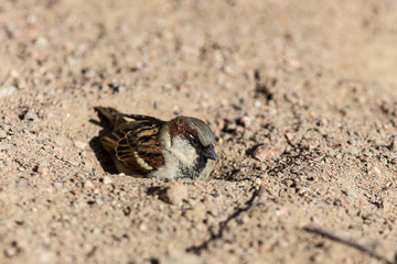 sparrow in the pit