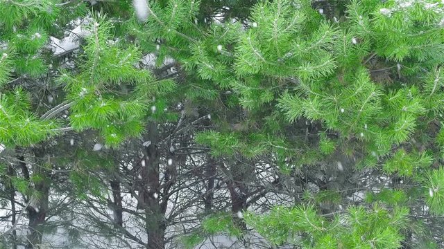 Pine forest. Snowfall.