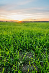 Scenic landscape with green grass and sunset