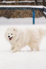 Young Samoyed playing in the yard in winter
