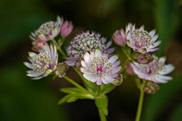 Masterwort flowers in the shade with light pink colour.
