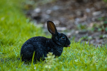 black little bunny sticking its tongue licking its nose 