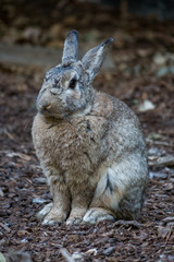 grey rabbit sitting on the ground doing nothing