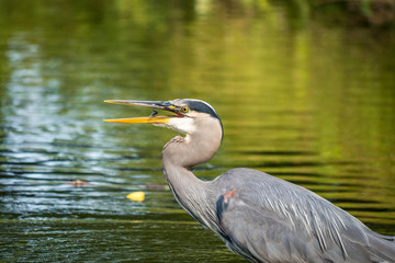 Heron caught a tony fish in the green pond