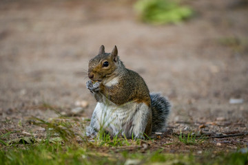 Naklejka na ściany i meble fat squirrel sitting on ground eating 