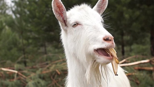Video Humor. A white domestic goat standing on the farm eat banana peel.