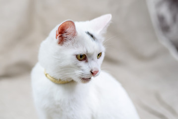 portrait of a white domestic cat