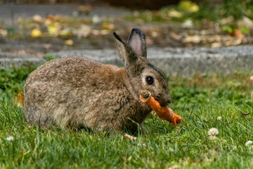 brown rabbit holding a carrot in its mouth